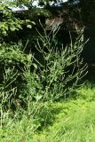 Melilotus albus