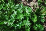 Ranunculus sceleratus