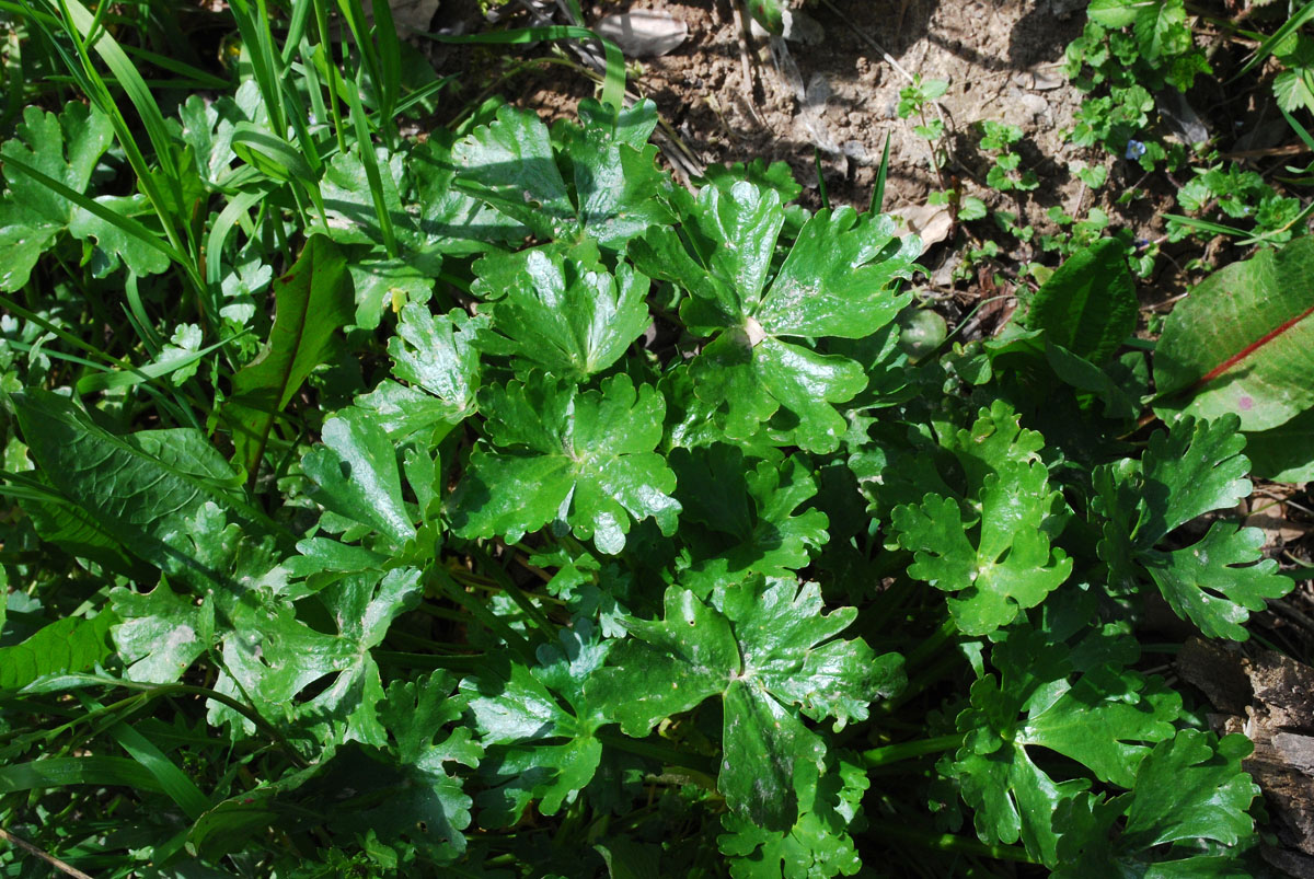 Изображение особи Ranunculus sceleratus.