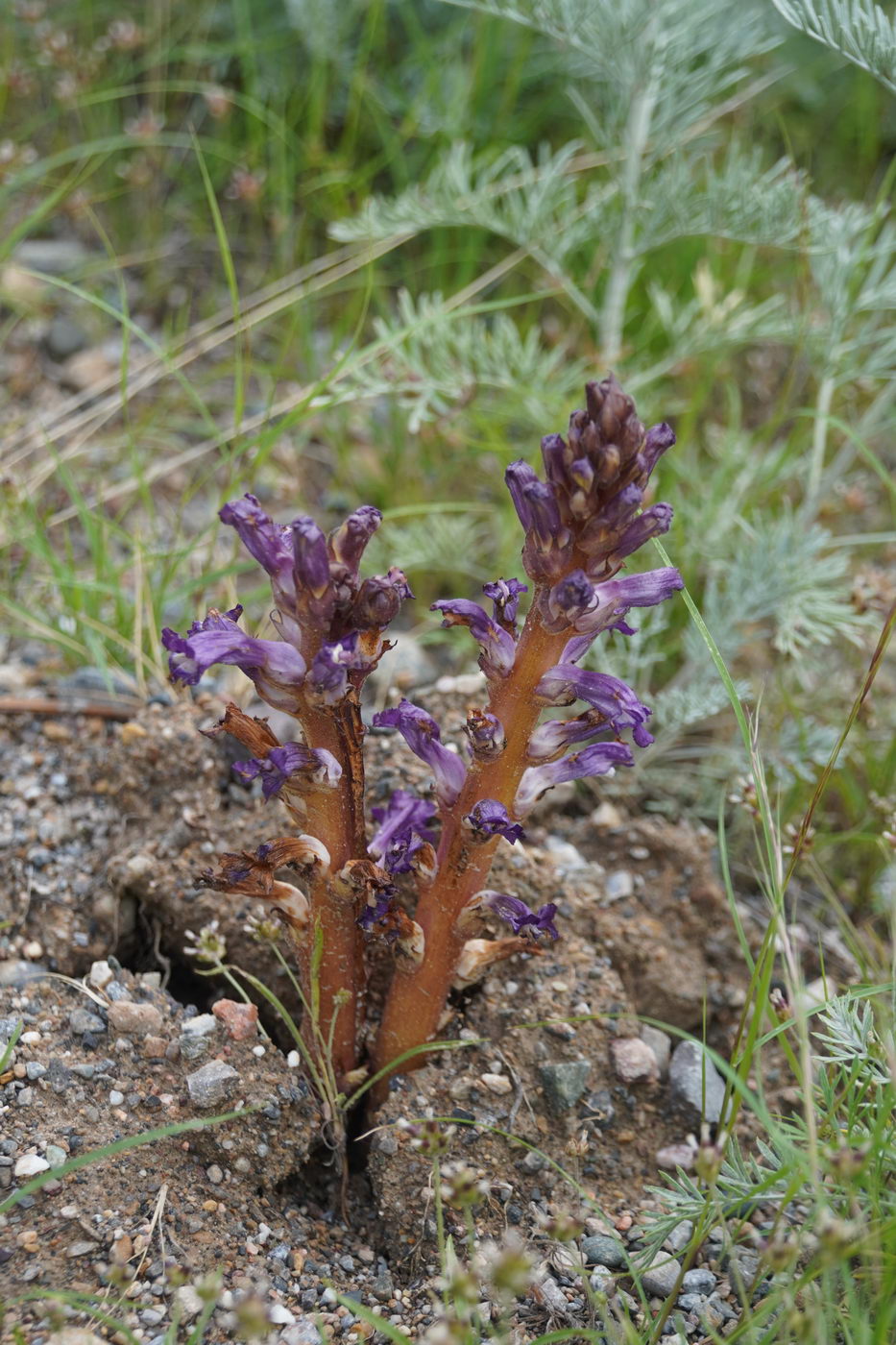 Image of Orobanche hansii specimen.
