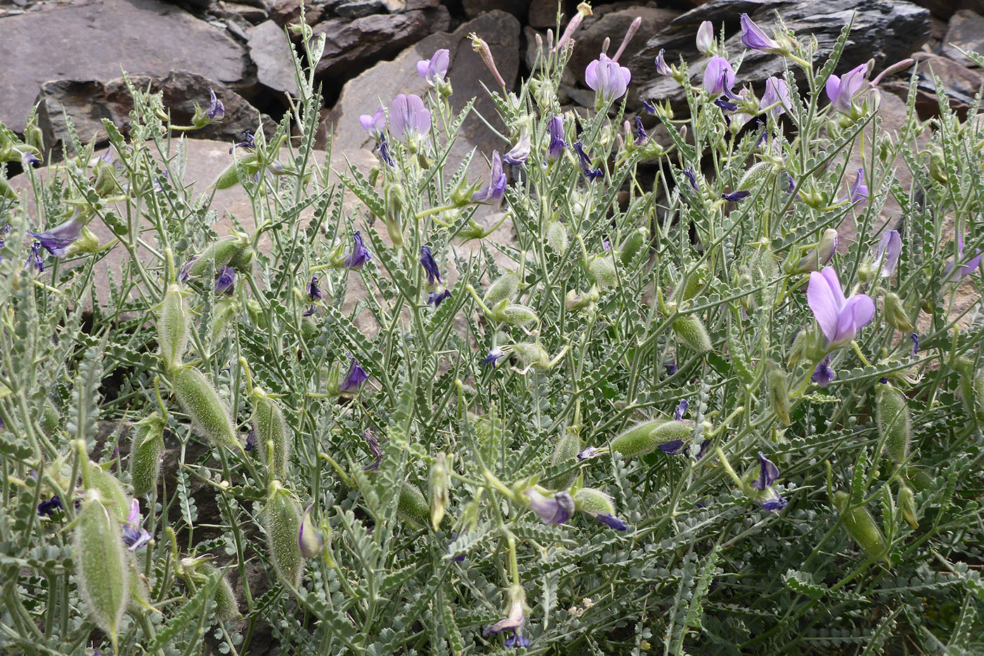 Изображение особи Cicer acanthophyllum.