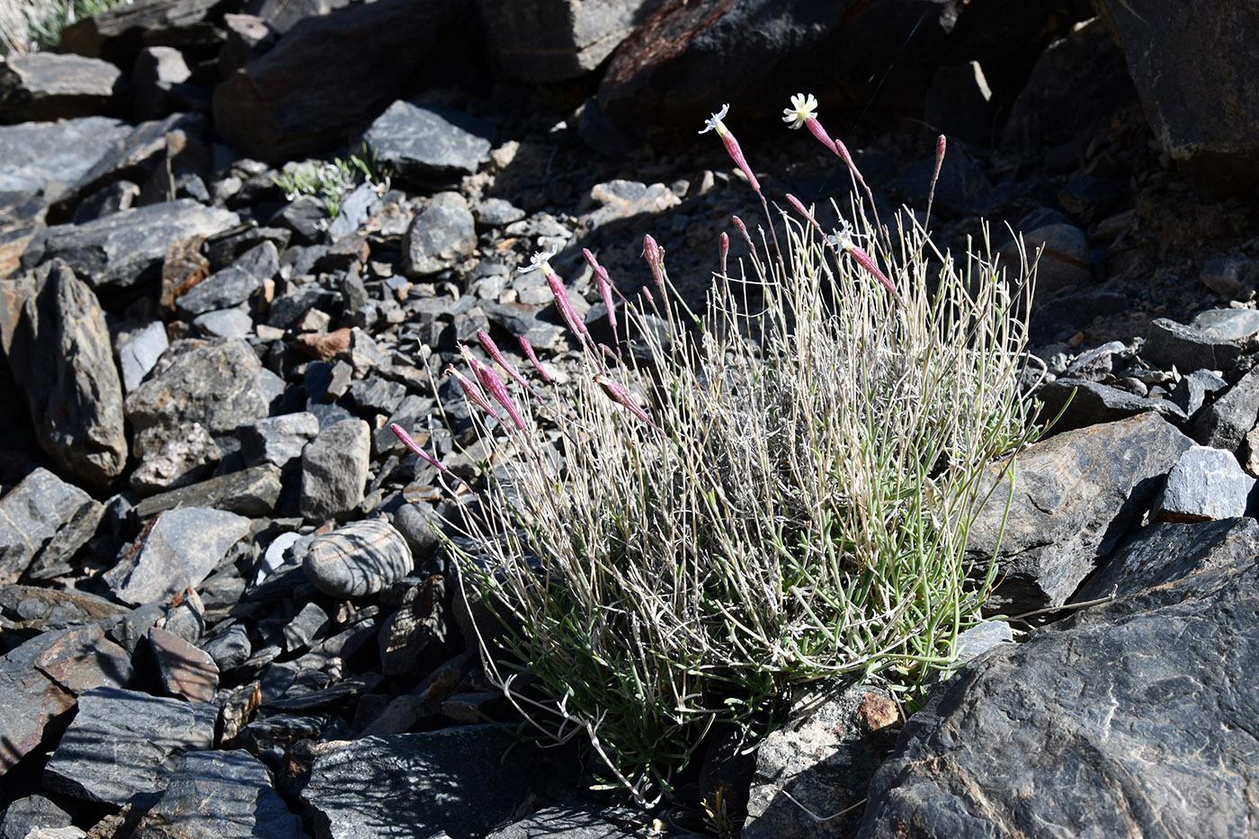 Изображение особи Silene microphylla.