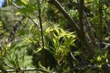 род Fraxinus