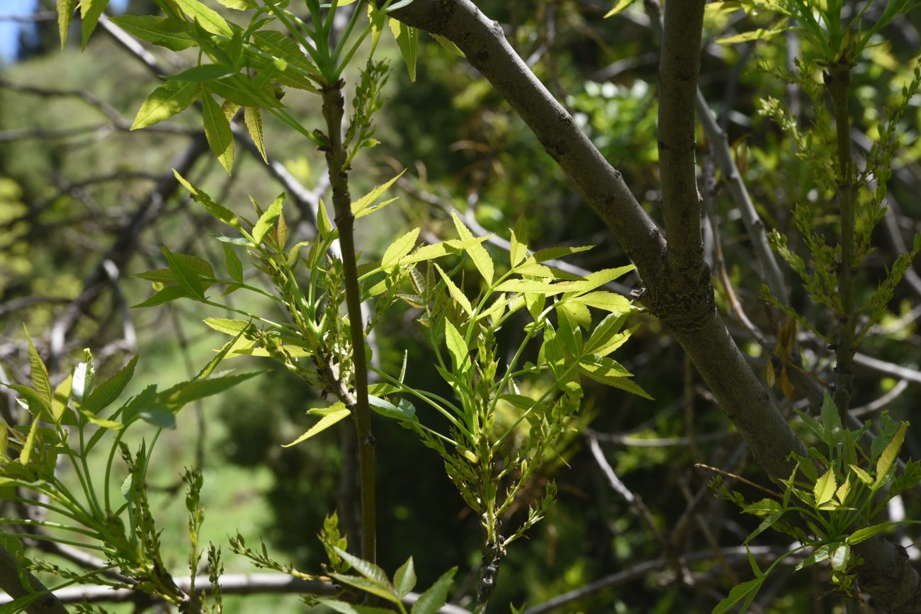 Изображение особи род Fraxinus.