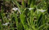Stellaria holostea. Верхушки побегов с соцветиями с цветками и бутонами (в центре - лист Taraxacum). Пермский край, г. Пермь, Свердловский р-н, м-н Липовая Гора, сырой хвойный лес. 25.05.2025.