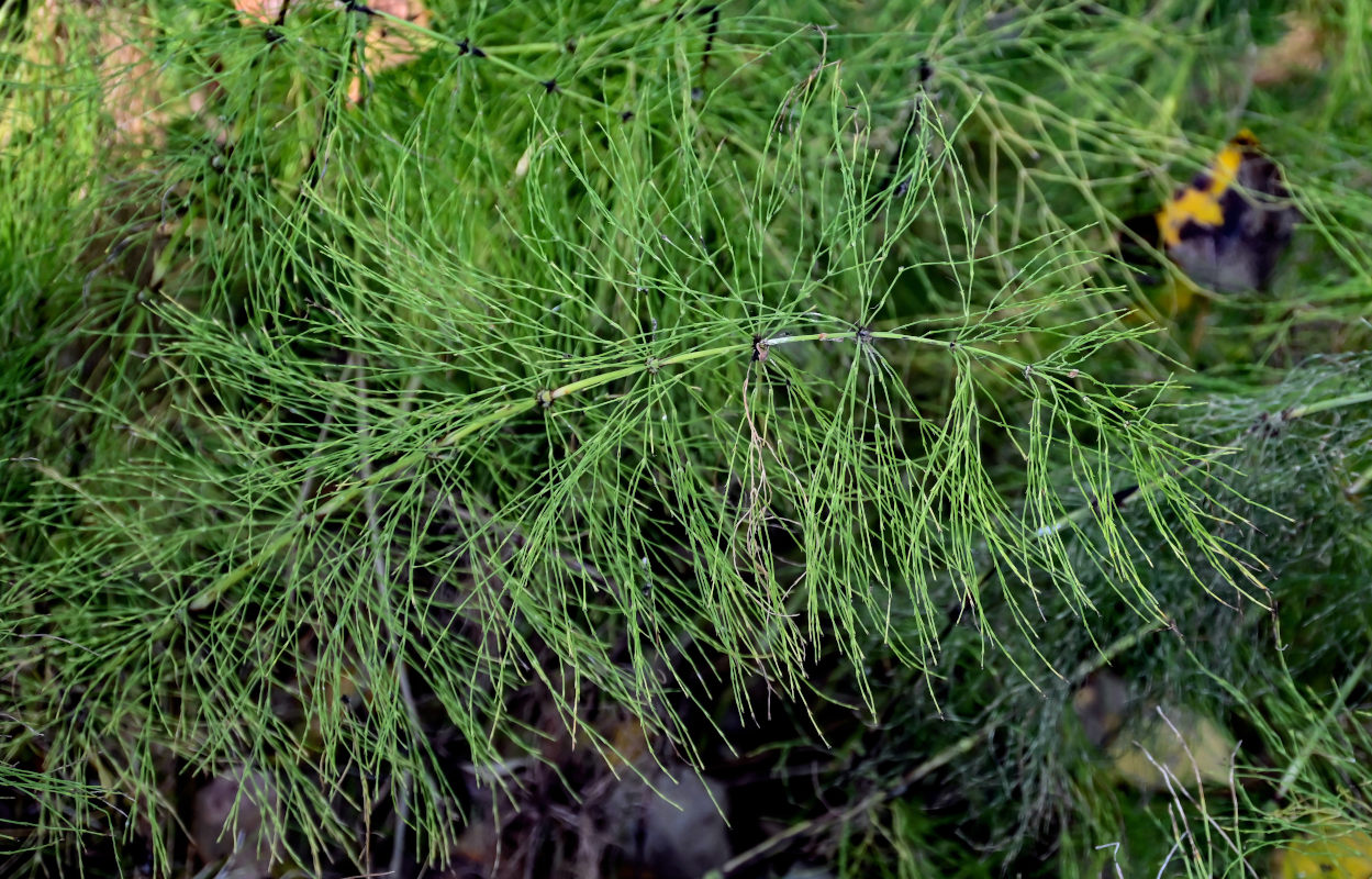 Изображение особи Equisetum sylvaticum.