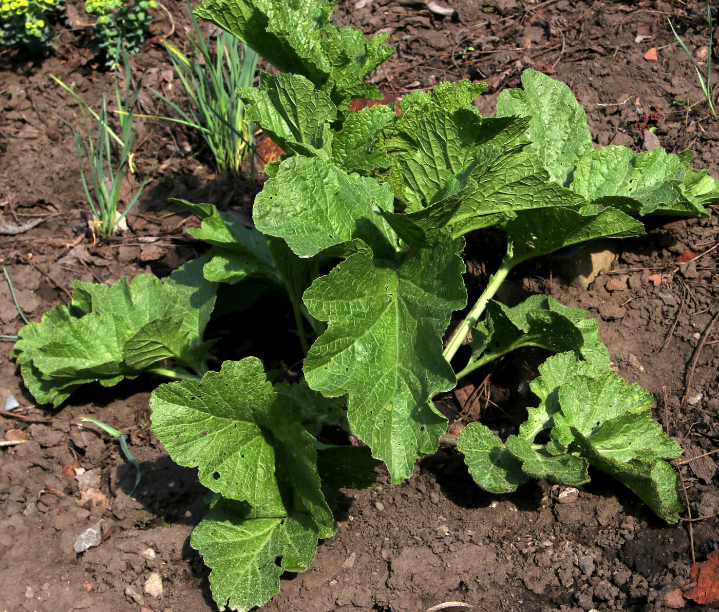 Image of Crambe cordifolia specimen.