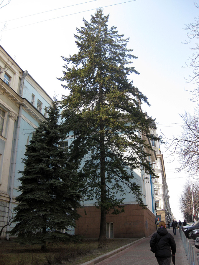 Изображение особи Pseudotsuga menziesii.