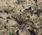 род Eremopyrum. Плодоносящее растение. Турция, ил Ван, хр. Бол, окр. крепости Чавуштепе, на каменистом грунте. 23 мая 2025 г.