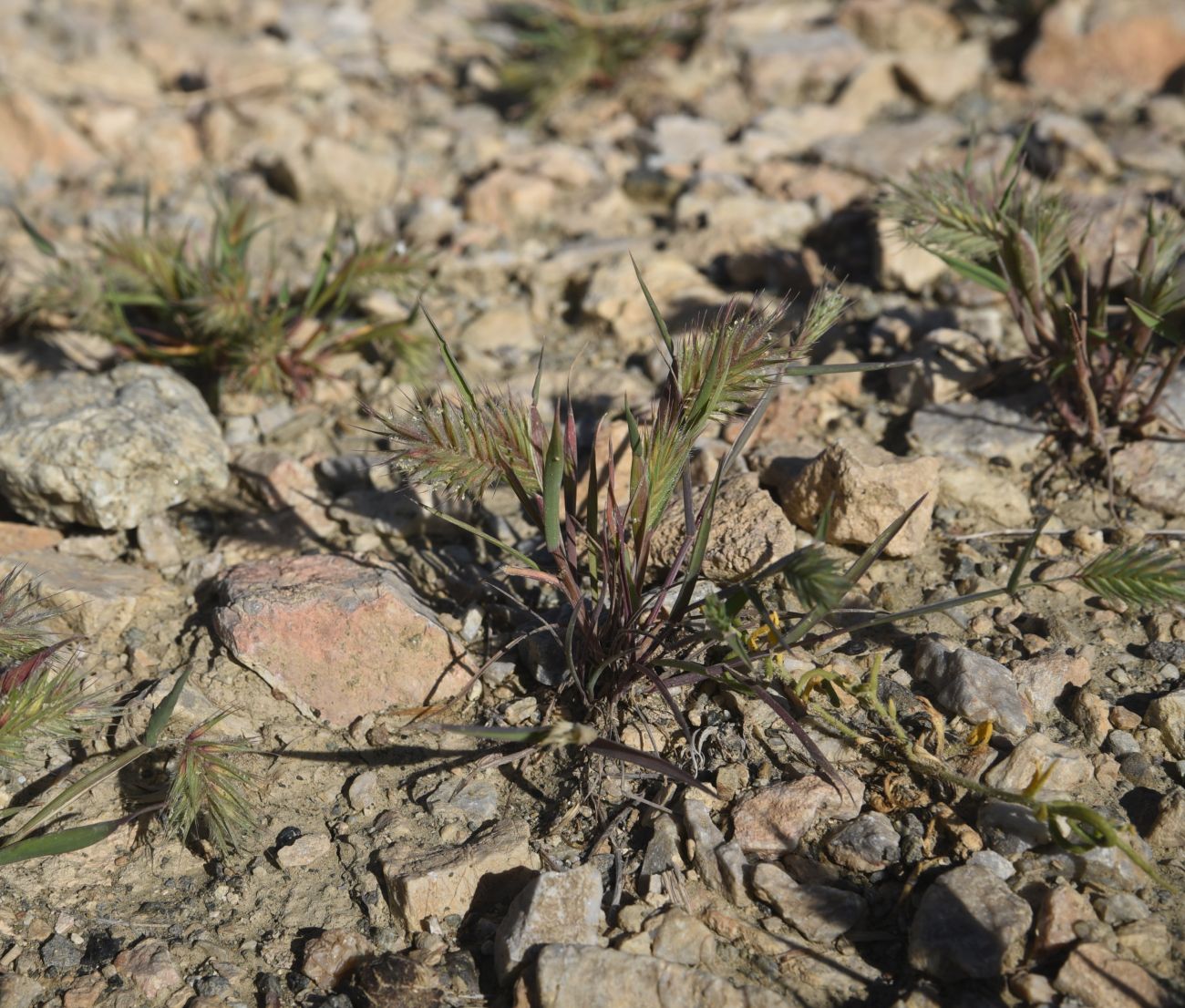 Изображение особи Eremopyrum distans.