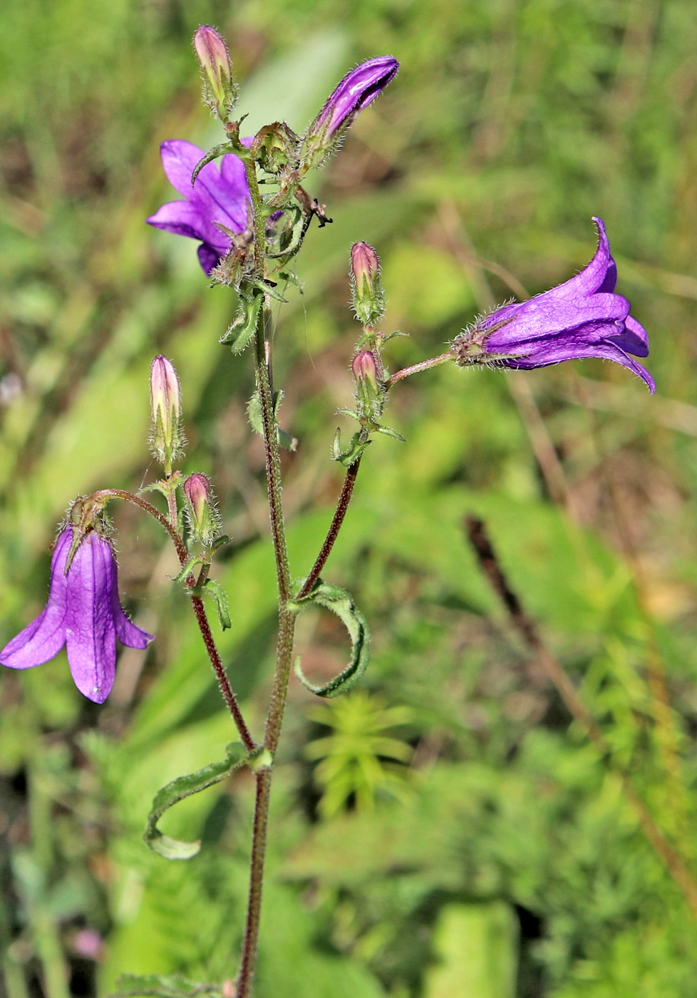 Изображение особи Campanula sibirica.