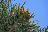 Araucaria heterophylla. Верхушки ветвей с микростробилами. Португалия, округ Лейрия, пос. Назаре, в культуре. 07.08.2025.