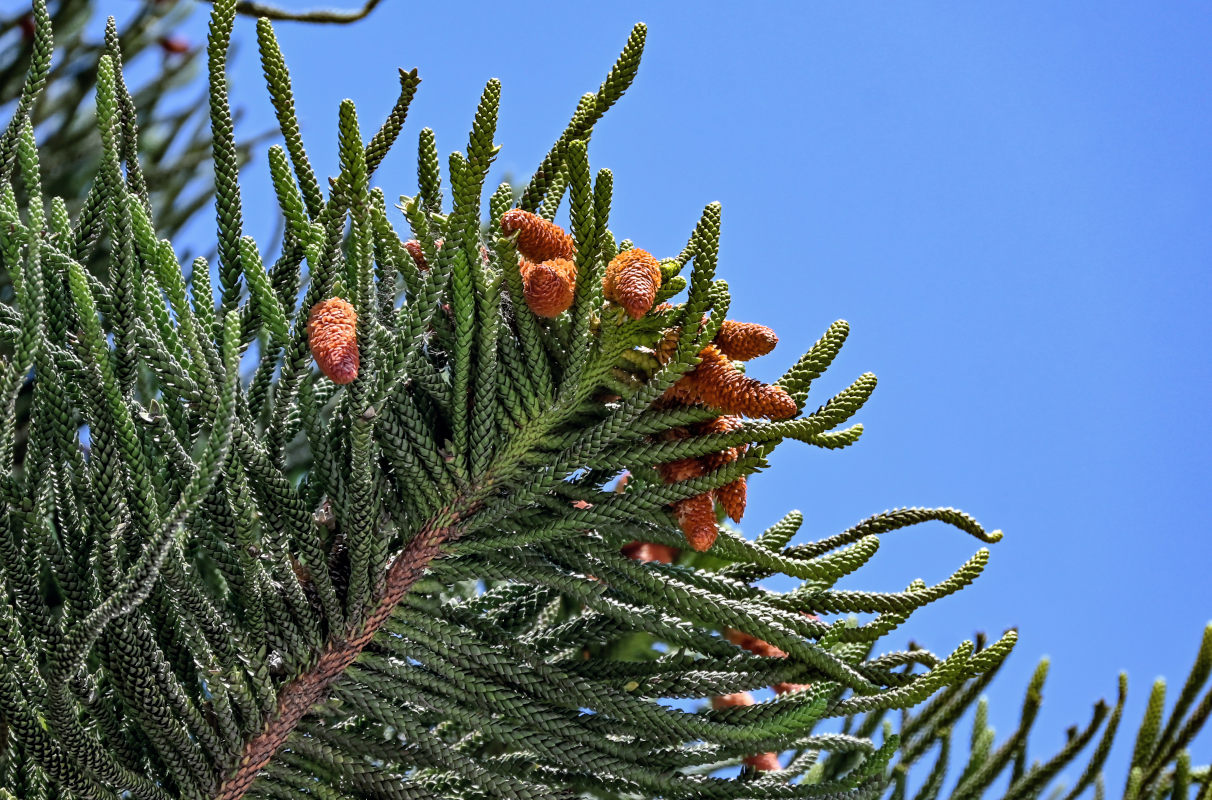 Изображение особи Araucaria heterophylla.