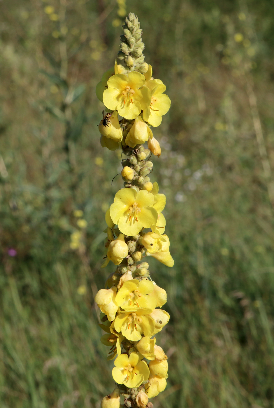 Image of Verbascum thapsus specimen.