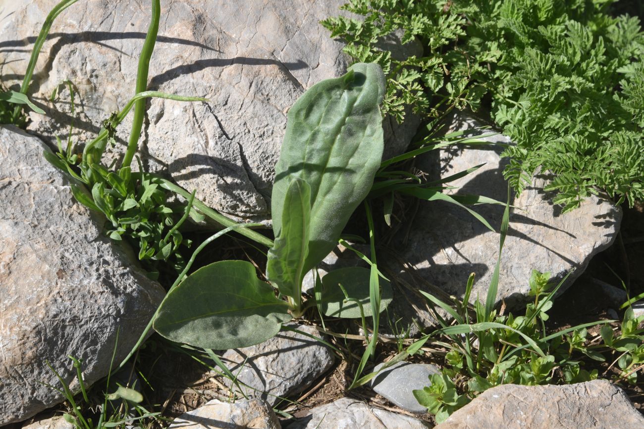 Image of genus Plantago specimen.