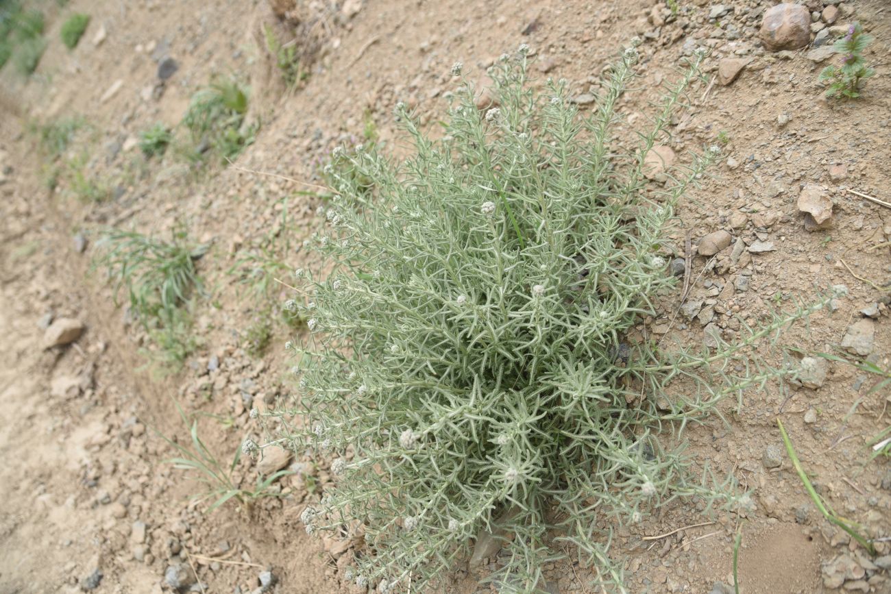Image of genus Achillea specimen.