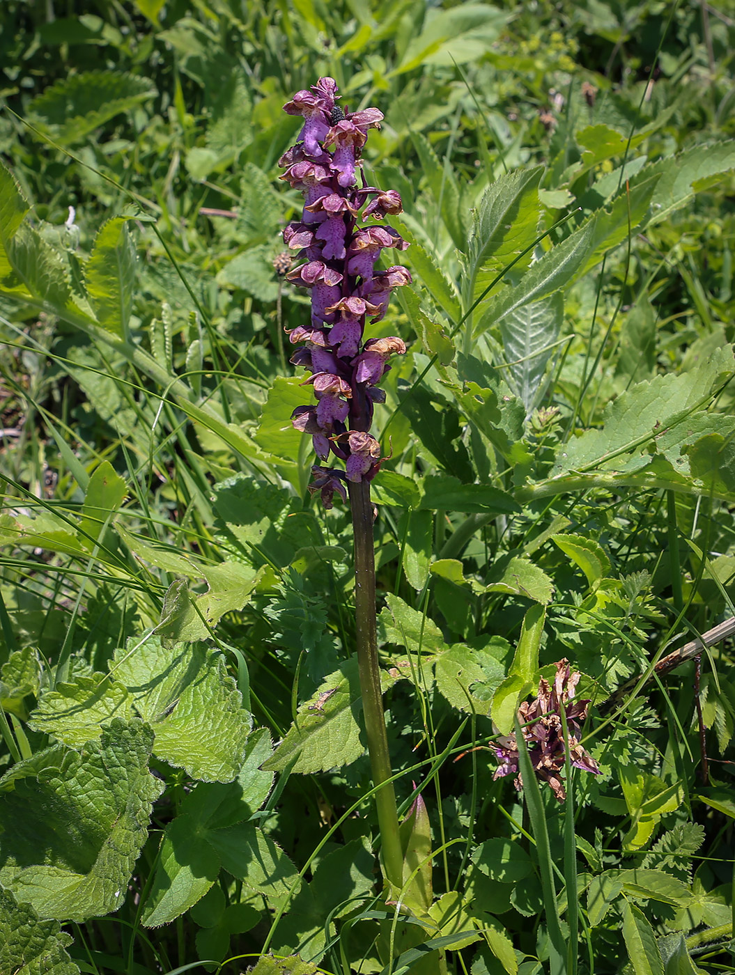 Изображение особи Orchis spitzelii.