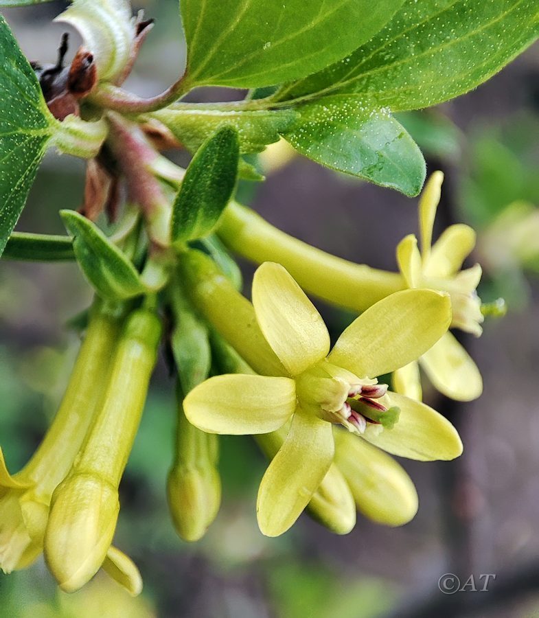 Изображение особи Ribes aureum.