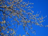 Populus alba. Часть кроны цветущего женского дерева. Киев, Южная Борщаговка. 20 апреля 2011 г.