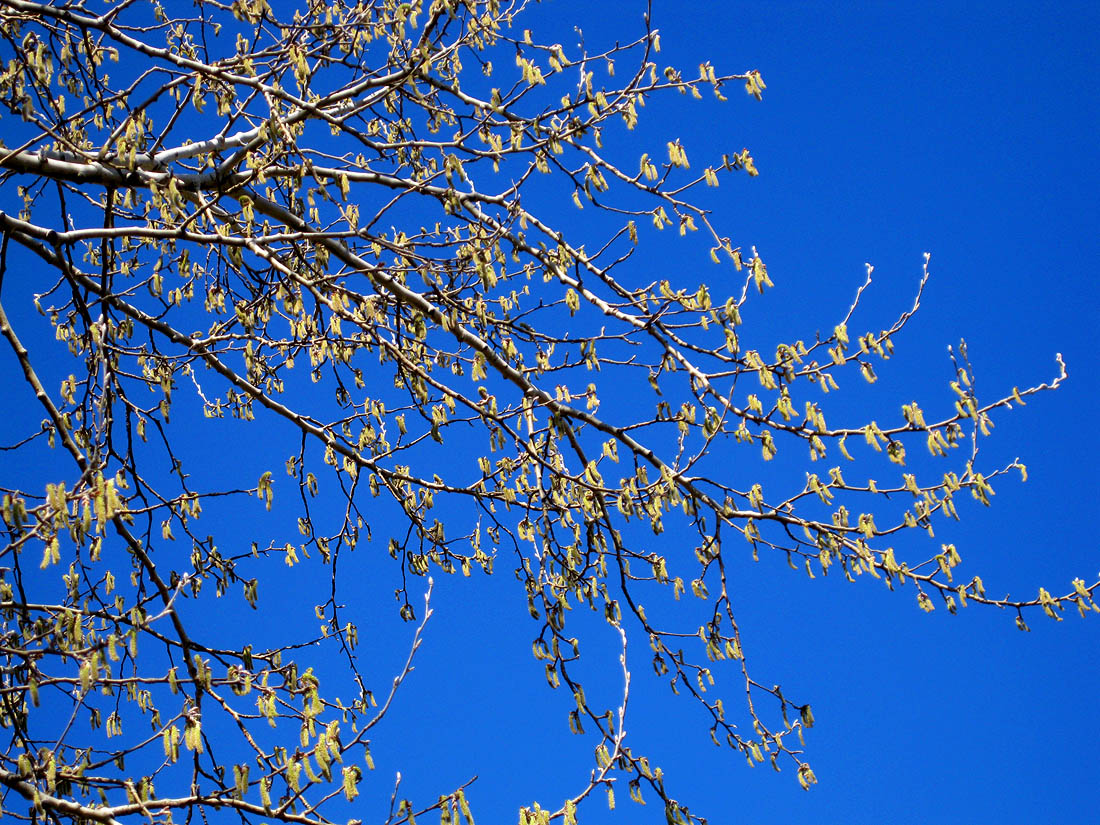 Изображение особи Populus alba.