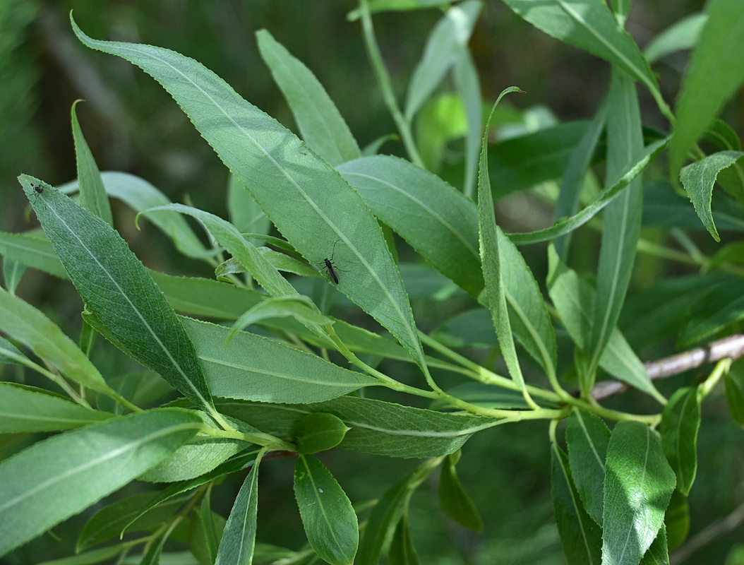 Image of genus Salix specimen.