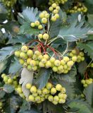 род Sorbus. Соплодия с незрелыми плодами и листья. Ростов-на-Дону, Свято-Иверский Епархиальный Женский монастырь. 05.08.2025.