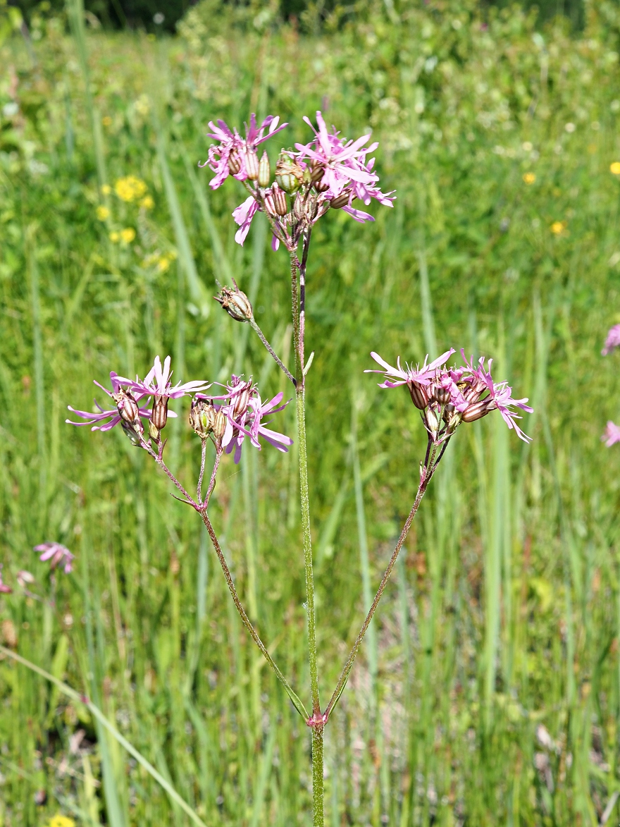 Изображение особи Coccyganthe flos-cuculi.