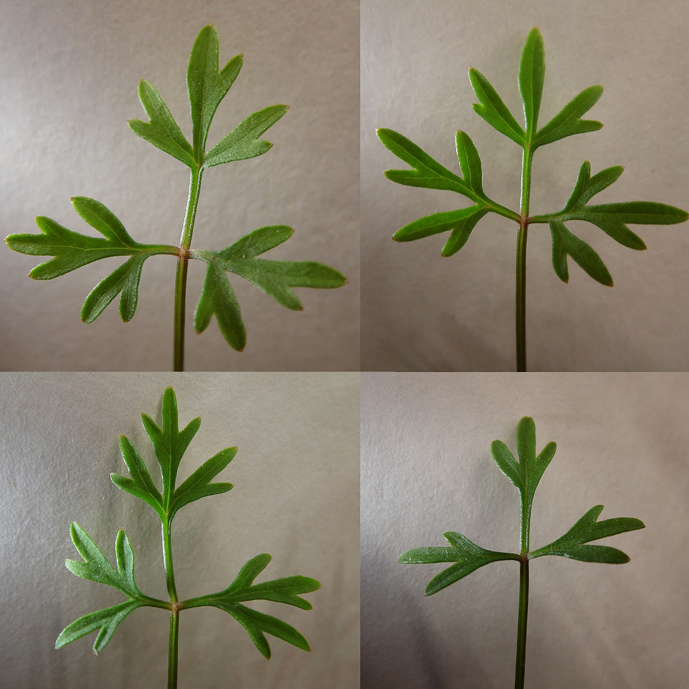 Image of Thyselium palustre specimen.