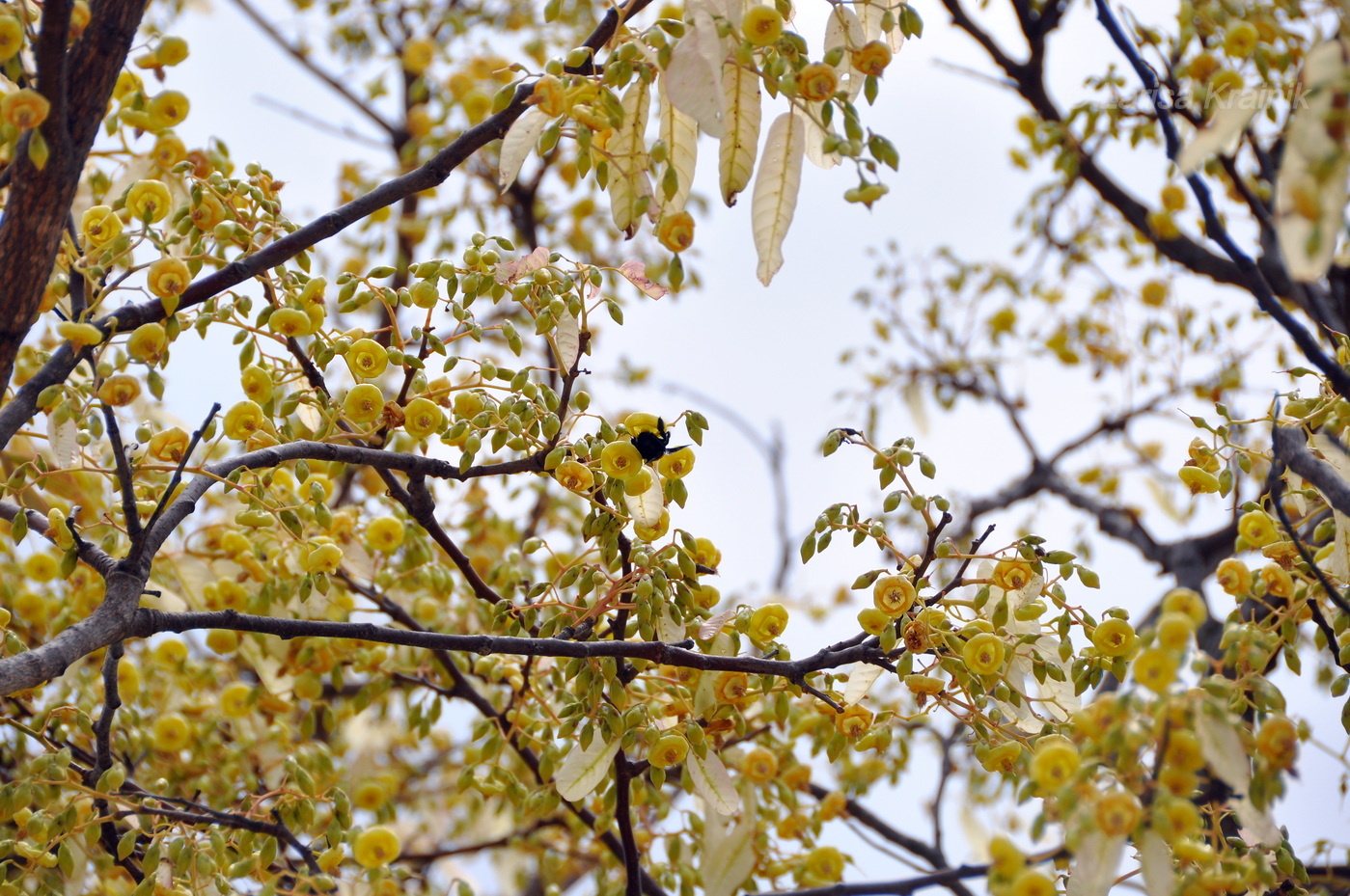 Изображение особи семейство Dipterocarpaceae.