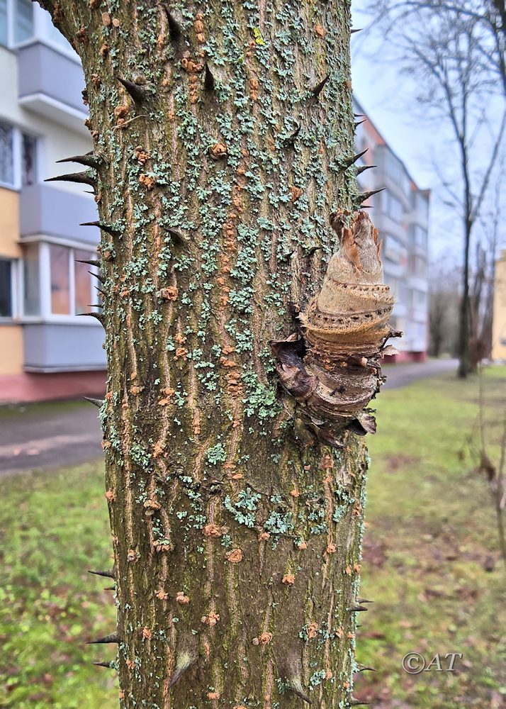 Изображение особи Aralia elata.