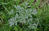 Artemisia absinthium. Верхушка вегетирующего растения. Липецкая обл., Елецкий р-н, дол. р. Воргол, луговой склон. 09.05.2026.