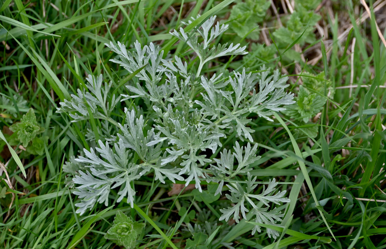 Изображение особи Artemisia absinthium.