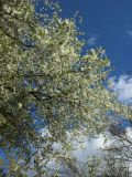 Prunus cerasifera. Часть кроны цветущего растения. Санкт-Петербург, Кировский р-н, палисадник у жилого дома, в культуре. 08.05.2026.