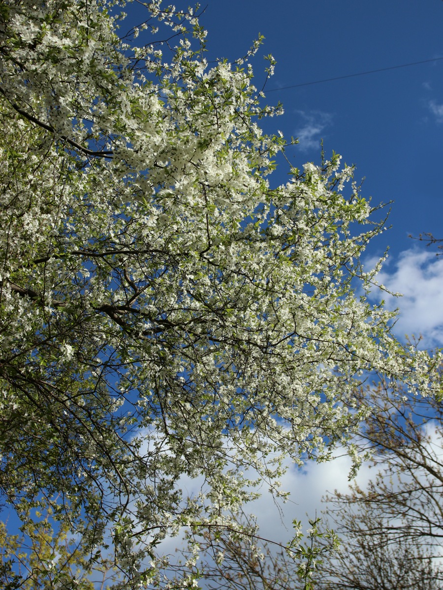 Image of Prunus cerasifera specimen.