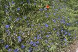Centaurea cyanus