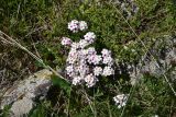 Androsace barbulata. Цветущие растения. Грузия, край Самцхе-Джавахети, окр. оз. Сагамо, 400 м ниже истока р. Паравани, Ахалкалакское нагорье, луг, ок. камня. 7 июня 2026 г.