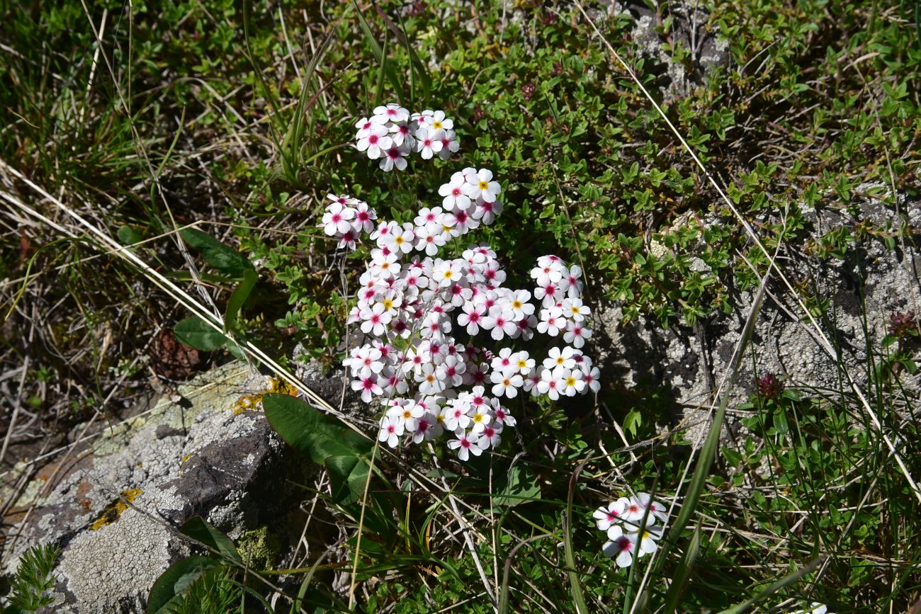 Image of Androsace barbulata specimen.