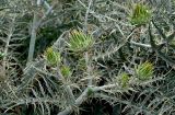 Cynara cardunculus