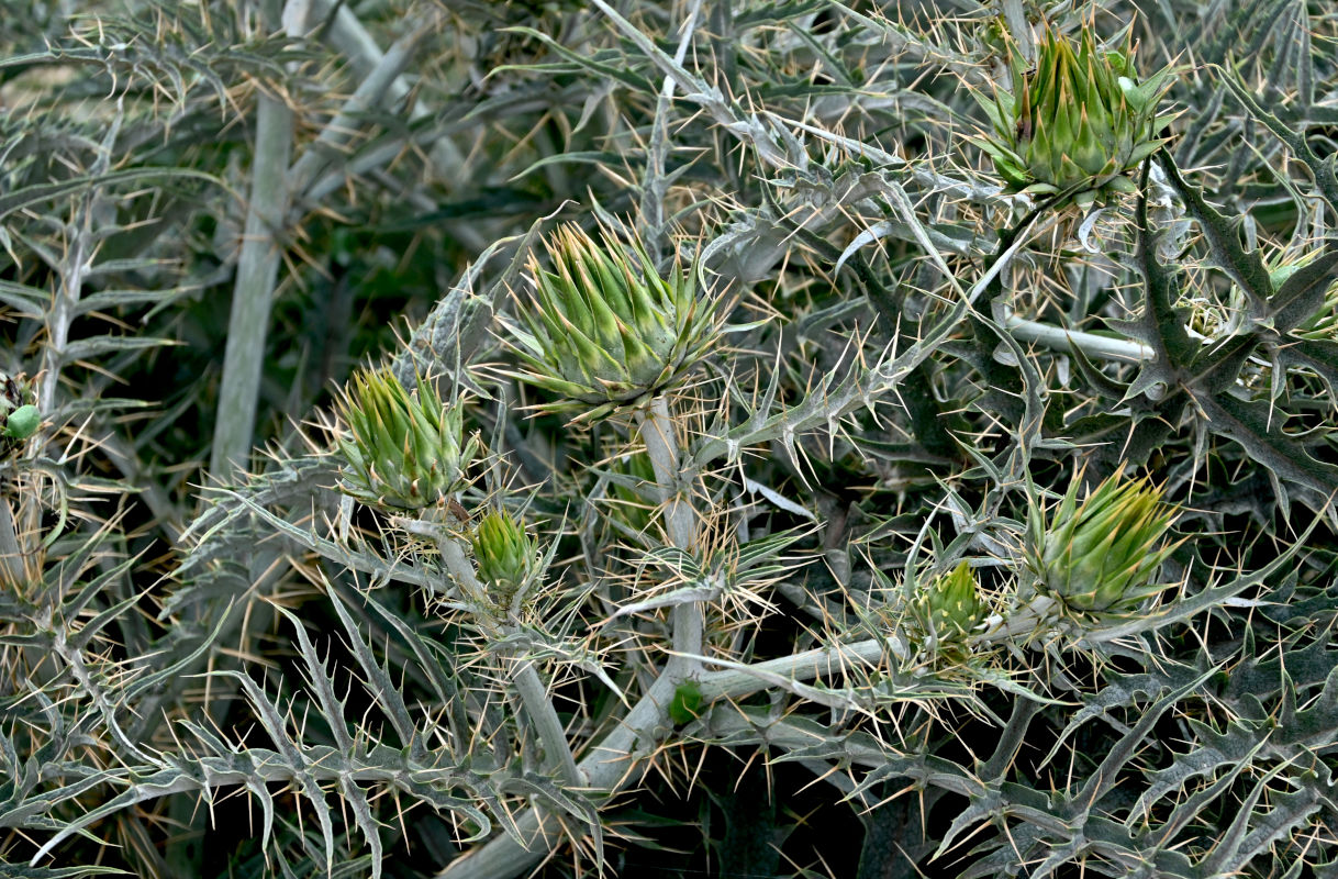 Image of Cynara cardunculus specimen.