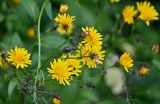 Picris hieracioides