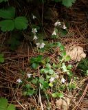 Linnaea borealis. Цветущие растения. Хабаровский край, окр. г. Комсомольск-на-Амуре, кедрово-широколиственный лес, обочина лесной дороги. 21.06.2026.