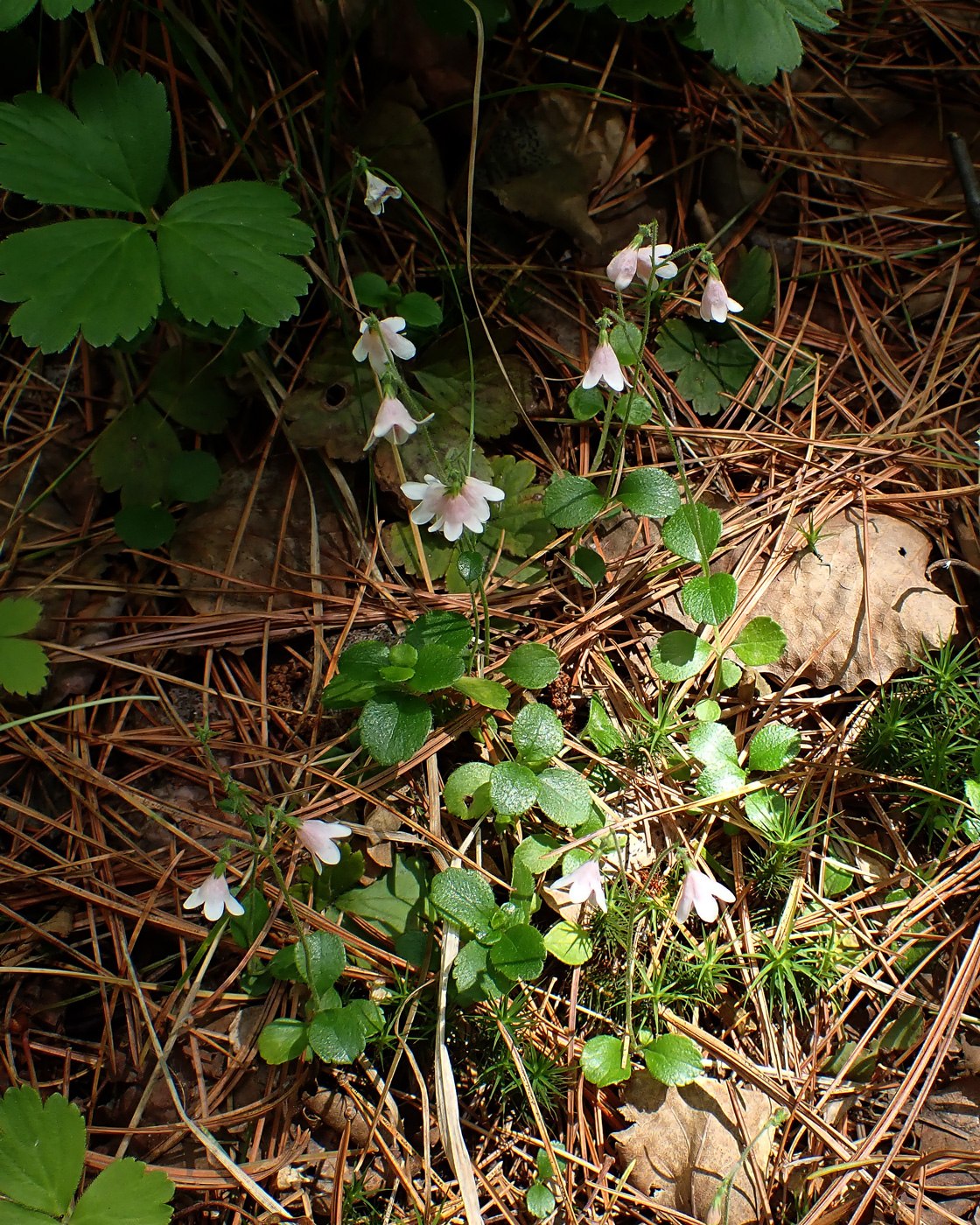 Image of Linnaea borealis specimen.
