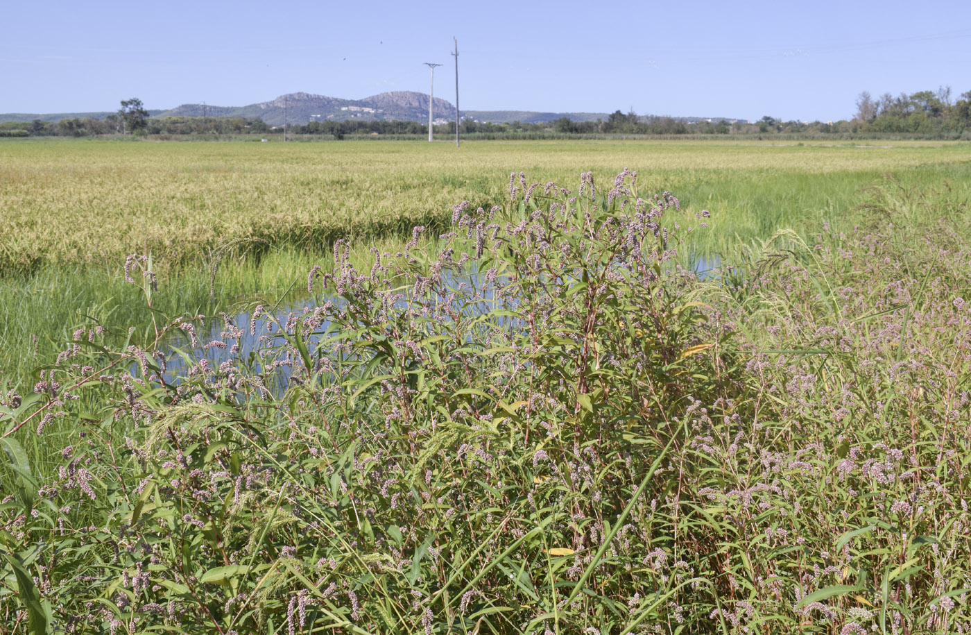 Image of Persicaria maculosa specimen.