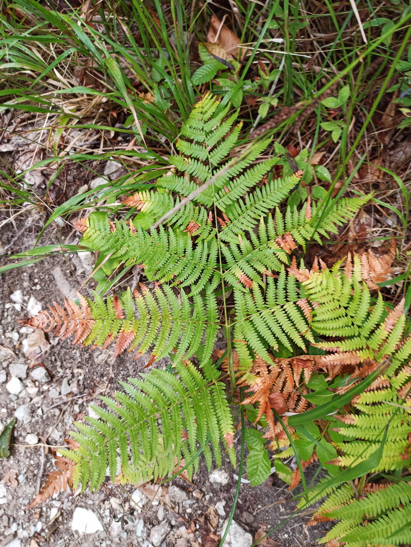 Изображение особи род Pteridium.