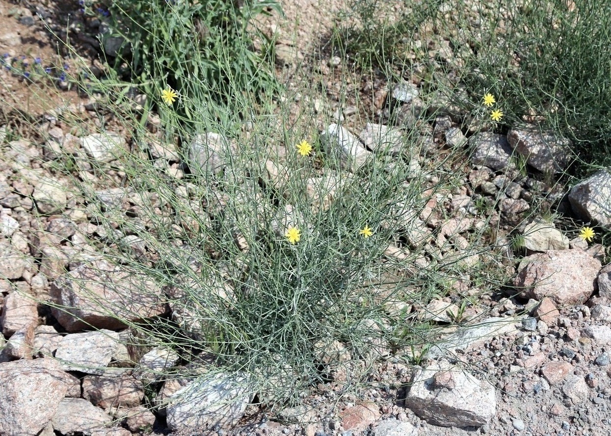 Image of Chondrilla canescens specimen.