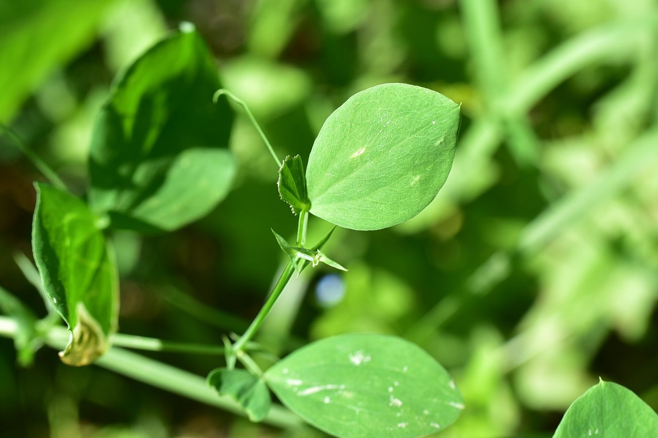 Image of genus Lathyrus specimen.