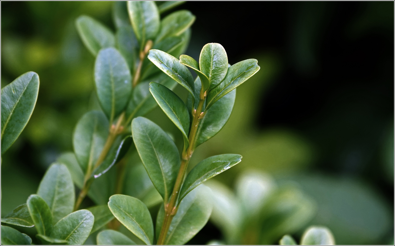 Изображение особи Buxus sempervirens.