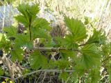 Viburnum opulus