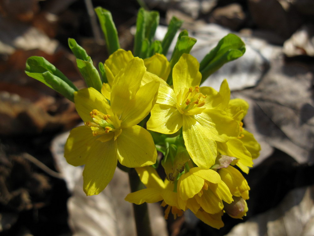 Image of Gymnospermium smirnowii specimen.