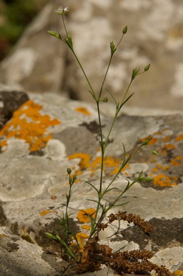 Изображение особи Minuartia hybrida.